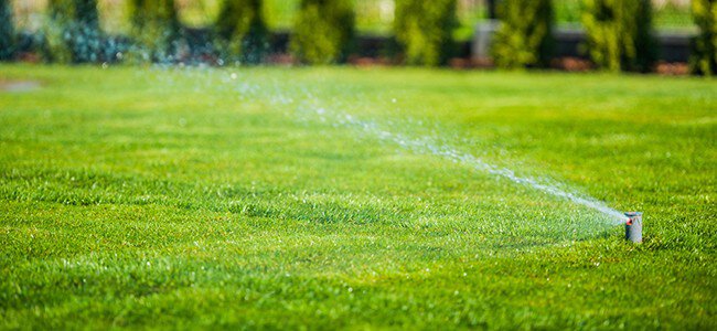 Watering the lawn